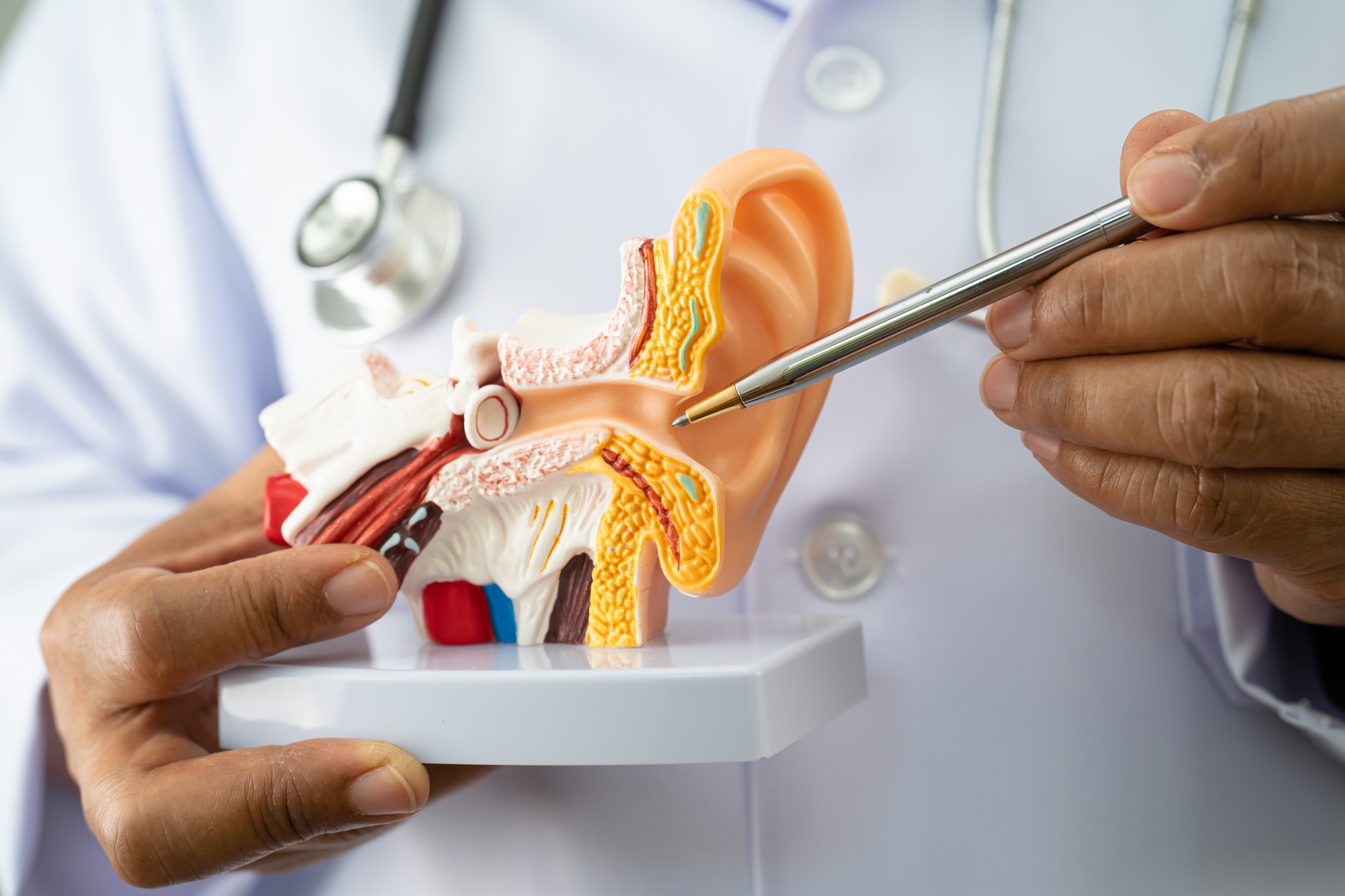 Asian doctor holding human ear model to learn and treat hearing loss in patient.
